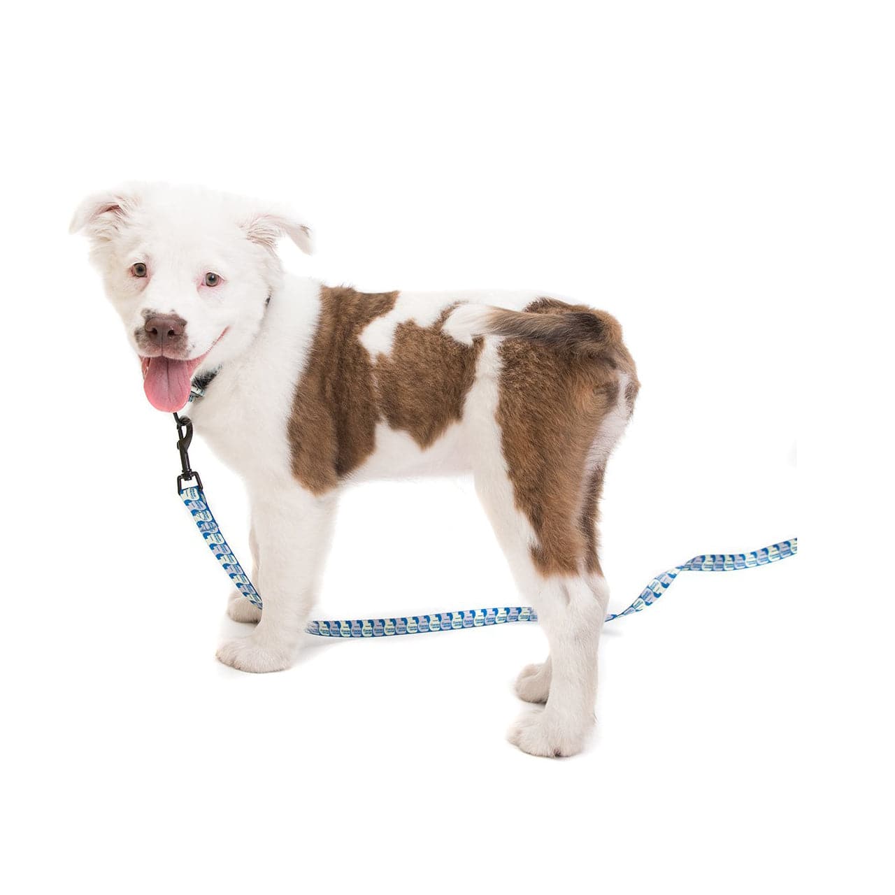 Brain Dead Logo Dog Leash (Blau) - Allike Store