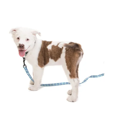 Brain Dead Logo Dog Leash (Blau)