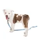 Brain Dead Logo Dog Leash (Blau)